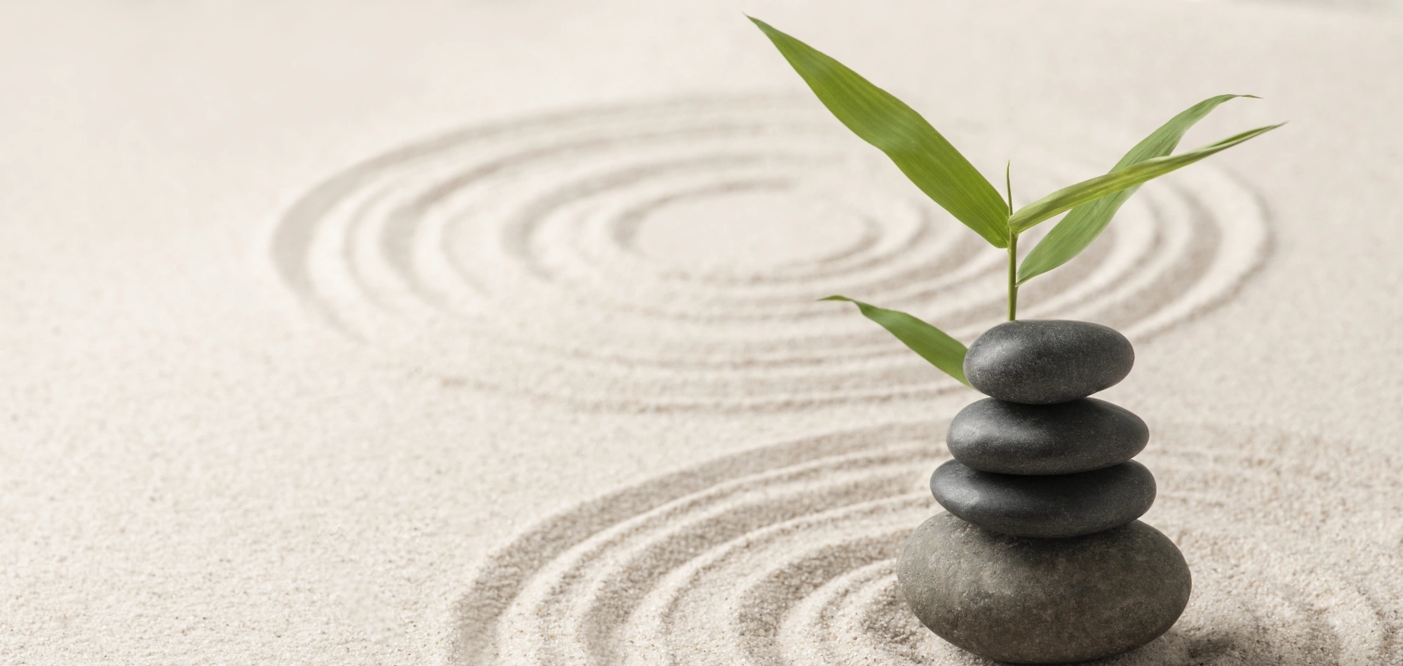 jeune pousse de bambou, derrière des galets empilés sur une ondulation sableuse, symbolisant les bienfaits apportés par la sophrologie
